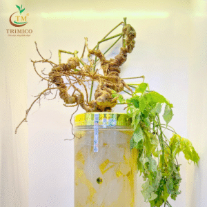 Củ Sâm Ngọc Linh Tươi – Theo Thời Giá